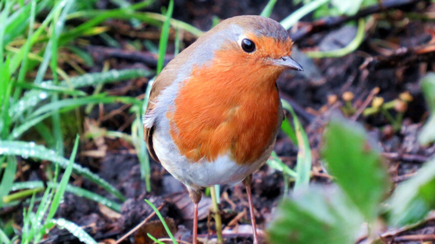 A Robin at Cors Ddyga